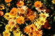 African Daisy Seeds-Mix ,Annual  Flowers - Caribbean garden seed