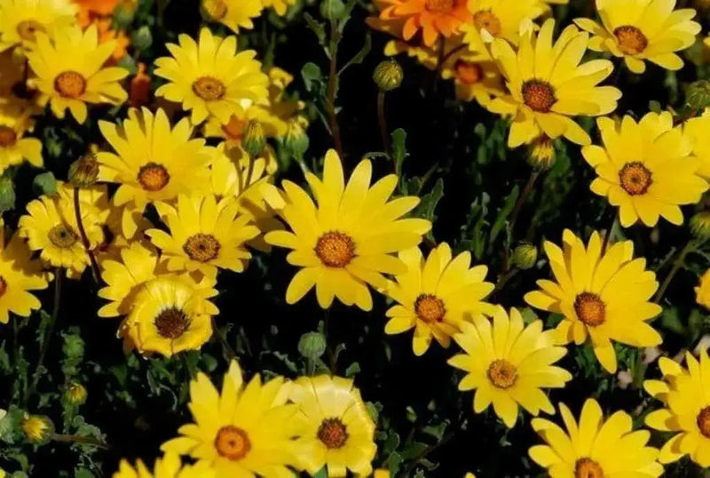 African Daisy Seeds-Mix ,Annual  Flowers - Caribbean garden seed