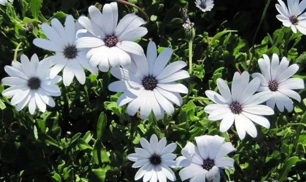 African Daisy Seeds-Mix ,Annual  Flowers - Caribbean garden seed