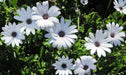African Daisy Seeds-Mix ,Annual  Flowers - Caribbean garden seed