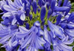African Blue LILY ,Perennial Flowers SEED - Caribbean garden seed
