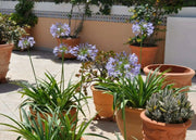 African Blue LILY ,Perennial Flowers SEED - Caribbean garden seed