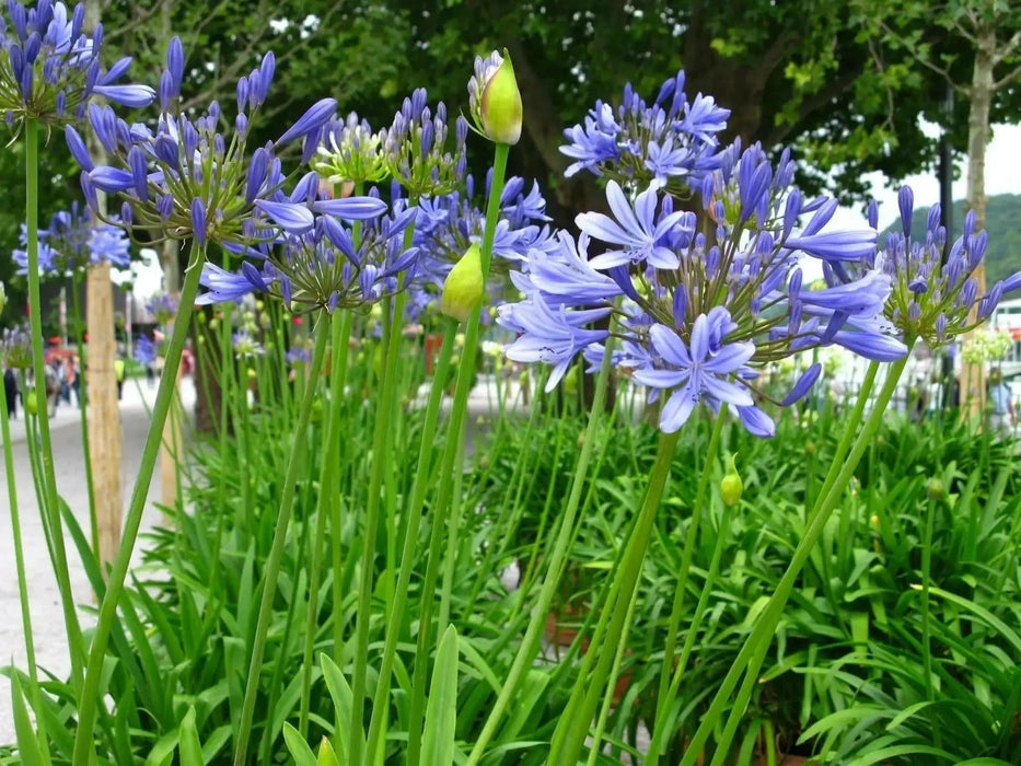 African Blue LILY ,Perennial Flowers SEED - Caribbean garden seed