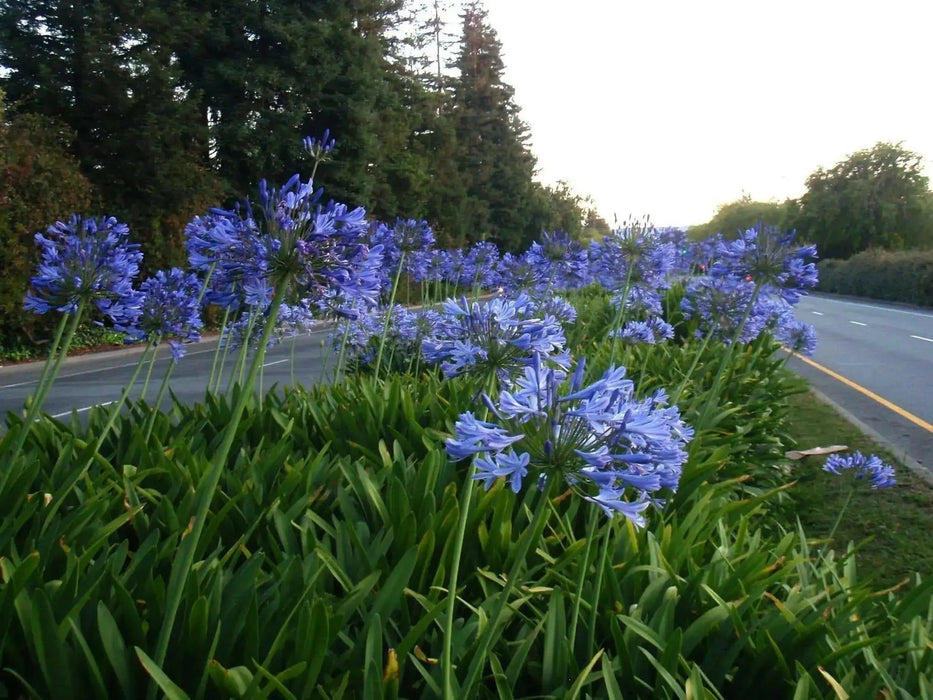 African Blue LILY ,Perennial Flowers SEED - Caribbean garden seed