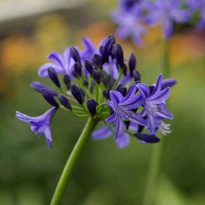African Blue LILY ,Perennial Flowers SEED - Caribbean garden seed