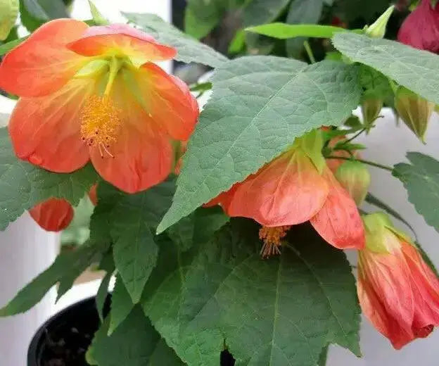 Abutilon Lantern Tangerine,' LIVE STARTER PLANT, PERENNIAL SHRUB - Caribbean garden seed