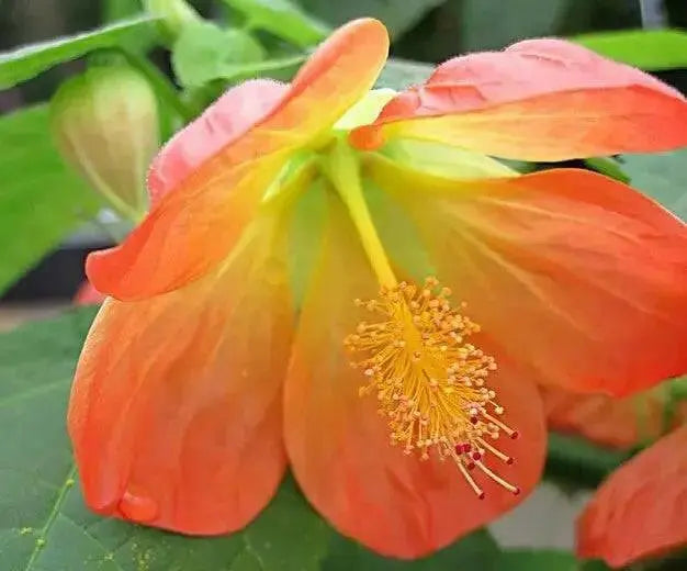 Abutilon Lantern Tangerine,' LIVE STARTER PLANT, PERENNIAL SHRUB - Caribbean garden seed