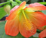 Abutilon Lantern Tangerine,' LIVE STARTER PLANT, PERENNIAL SHRUB - Caribbean garden seed