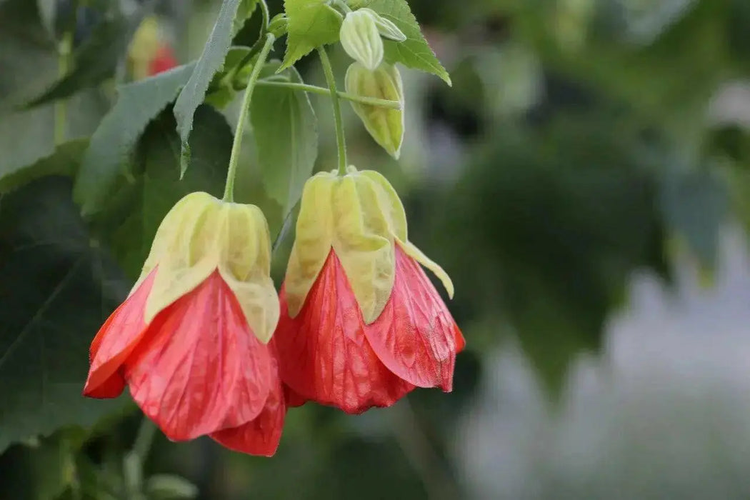 Abutilon Lantern Tangerine,' LIVE STARTER PLANT, PERENNIAL SHRUB - Caribbean garden seed