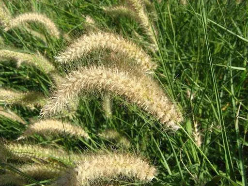 African Foxtail Grass SEEDS- ORNAMENTAL Grass - Caribbean garden seed
