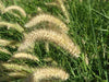 African Foxtail Grass SEEDS- ORNAMENTAL Grass - Caribbean garden seed