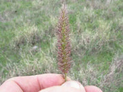 African Foxtail Grass SEEDS- ORNAMENTAL Grass - Caribbean garden seed