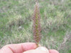 African Foxtail Grass SEEDS- ORNAMENTAL Grass - Caribbean garden seed