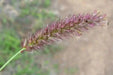 African Foxtail Grass SEEDS- ORNAMENTAL Grass - Caribbean garden seed
