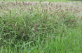 African Foxtail Grass SEEDS- ORNAMENTAL Grass - Caribbean garden seed