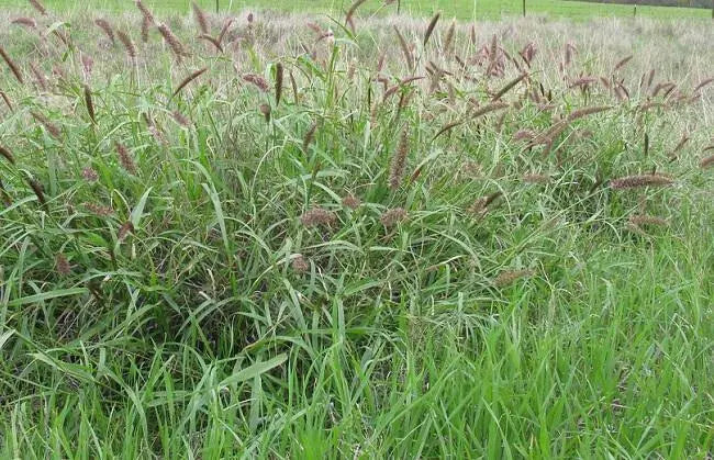African Foxtail Grass SEEDS- ORNAMENTAL Grass - Caribbean garden seed