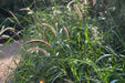 African Foxtail Grass SEEDS- ORNAMENTAL Grass - Caribbean garden seed