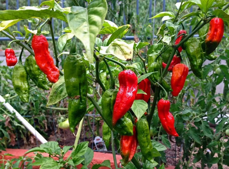 AJI AMBATENO PEPPER SEEDS ,(Capsicum baccatum) Medium hot - Caribbean garden seed
