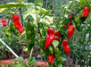AJI AMBATENO PEPPER SEEDS ,(Capsicum baccatum) Medium hot - Caribbean garden seed
