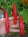 Aji Angelo' Peppers Seeds (Capiscum baccatum) Hot Pepper ' - Caribbean garden seed