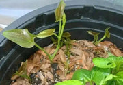 African Yam Starter Plant, CARIBBEAN PRODUCT - Caribbean garden seed