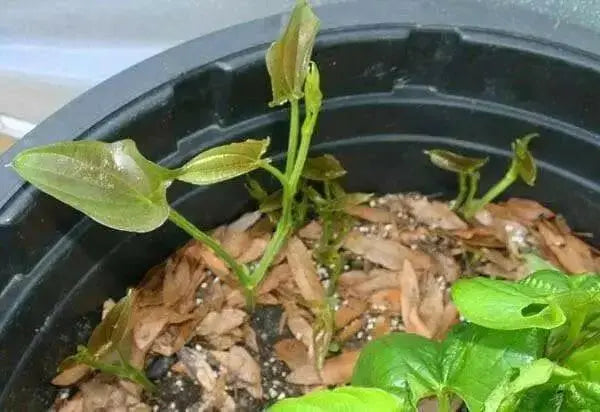 African Yam Starter Plant, CARIBBEAN PRODUCT - Caribbean garden seed