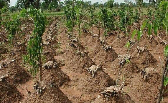 African Yam Starter Plant, CARIBBEAN PRODUCT - Caribbean garden seed