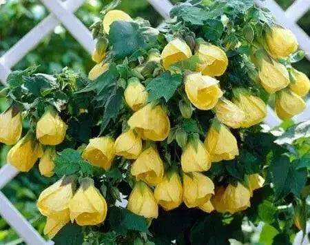 Abutilon 'Lucky Lantern Yellow' LIVE PLANT ,PERENNIAL SHRUB - Caribbean garden seed