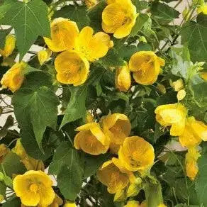 Abutilon 'Lucky Lantern Yellow' LIVE PLANT ,PERENNIAL SHRUB - Caribbean garden seed