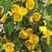 Abutilon 'Lucky Lantern Yellow' LIVE PLANT ,PERENNIAL SHRUB - Caribbean garden seed