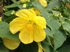 Abutilon 'Lucky Lantern Yellow' LIVE PLANT ,PERENNIAL SHRUB - Caribbean garden seed