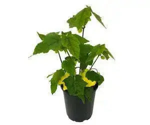 Abutilon 'Lucky Lantern Yellow' LIVE PLANT ,PERENNIAL SHRUB - Caribbean garden seed