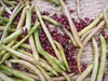 Adzuki bean , Chinese Red Bean ( SEEDS ) ,ASIAN VEGETABLE - Caribbean garden seed