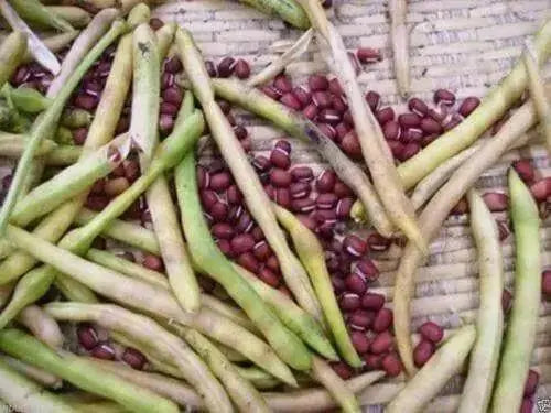 Adzuki bean , Chinese Red Bean ( SEEDS ) ,ASIAN VEGETABLE - Caribbean garden seed