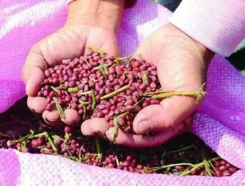 Adzuki bean , Chinese Red Bean ( SEEDS ) ,ASIAN VEGETABLE - Caribbean garden seed