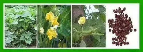 Adzuki bean , Chinese Red Bean ( SEEDS ) ,ASIAN VEGETABLE - Caribbean garden seed