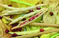 Adzuki bean , Chinese Red Bean ( SEEDS ) ,ASIAN VEGETABLE - Caribbean garden seed
