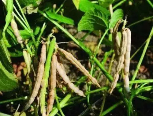 Adzuki bean , Chinese Red Bean ( SEEDS ) ,ASIAN VEGETABLE - Caribbean garden seed