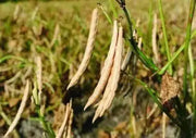 Adzuki bean , Chinese Red Bean ( SEEDS ) ,ASIAN VEGETABLE - Caribbean garden seed