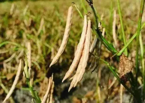 Adzuki bean , Chinese Red Bean ( SEEDS ) ,ASIAN VEGETABLE - Caribbean garden seed