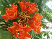 African tulip tree Seeds, Ornamental, shade loving - Caribbean garden seed