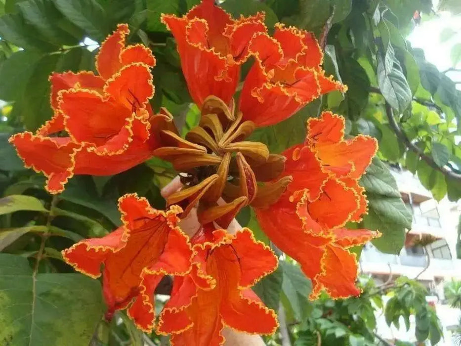 African tulip tree Seeds, Ornamental, shade loving - Caribbean garden seed