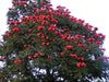 African tulip tree Seeds, Ornamental, shade loving - Caribbean garden seed