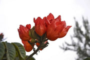 African tulip tree Seeds, Ornamental, shade loving - Caribbean garden seed