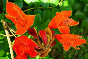 African tulip tree Seeds, Ornamental, shade loving - Caribbean garden seed