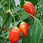 Aji Benito- PEPPER SEEDS - Capsicum baccatum - Caribbean garden seed