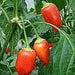 Aji Benito- PEPPER SEEDS - Capsicum baccatum - Caribbean garden seed