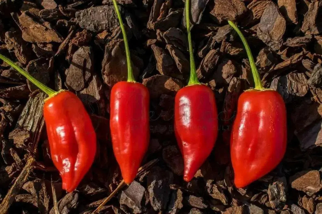 Aji Benito- PEPPER SEEDS - Capsicum baccatum - Caribbean garden seed