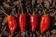 Aji Benito- PEPPER SEEDS - Capsicum baccatum - Caribbean garden seed