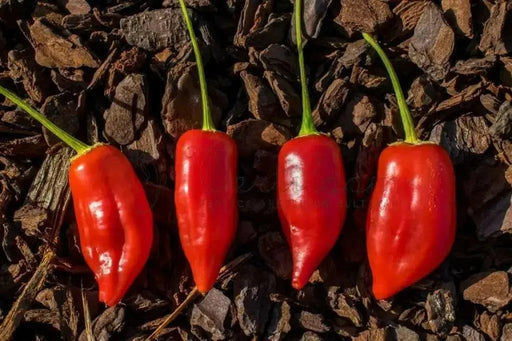 Aji Benito- PEPPER SEEDS - Capsicum baccatum - Caribbean garden seed